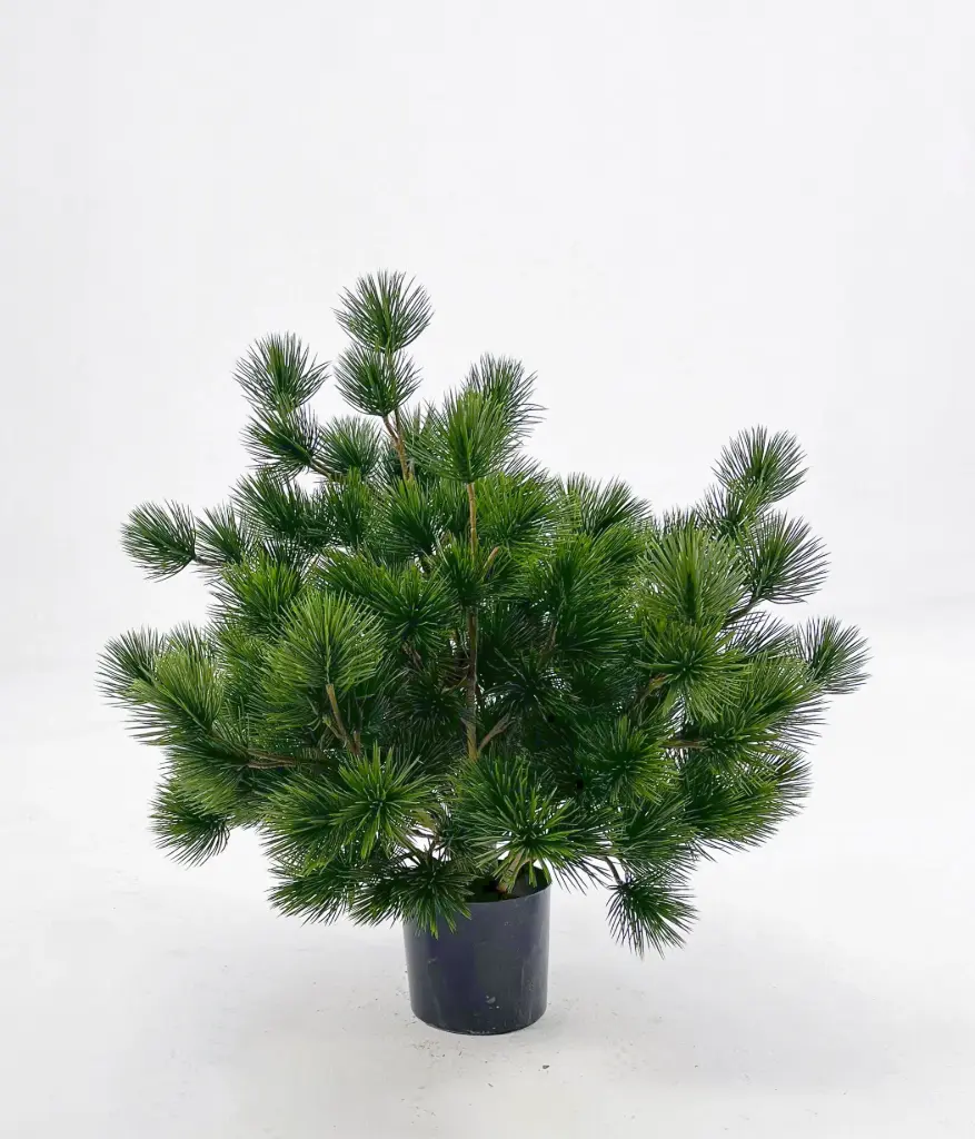 Pine Potted