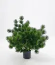 Pine Potted
