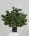 Pine Potted