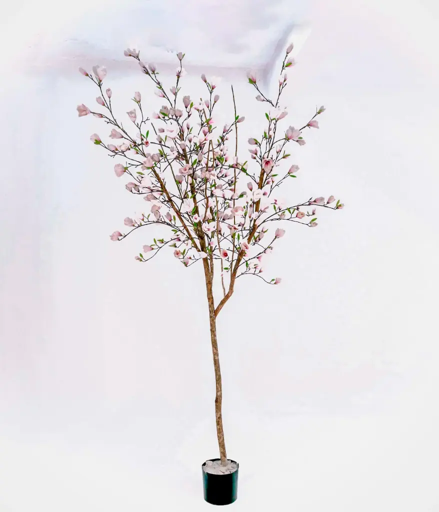 Magnolia Tree, New item – delayed