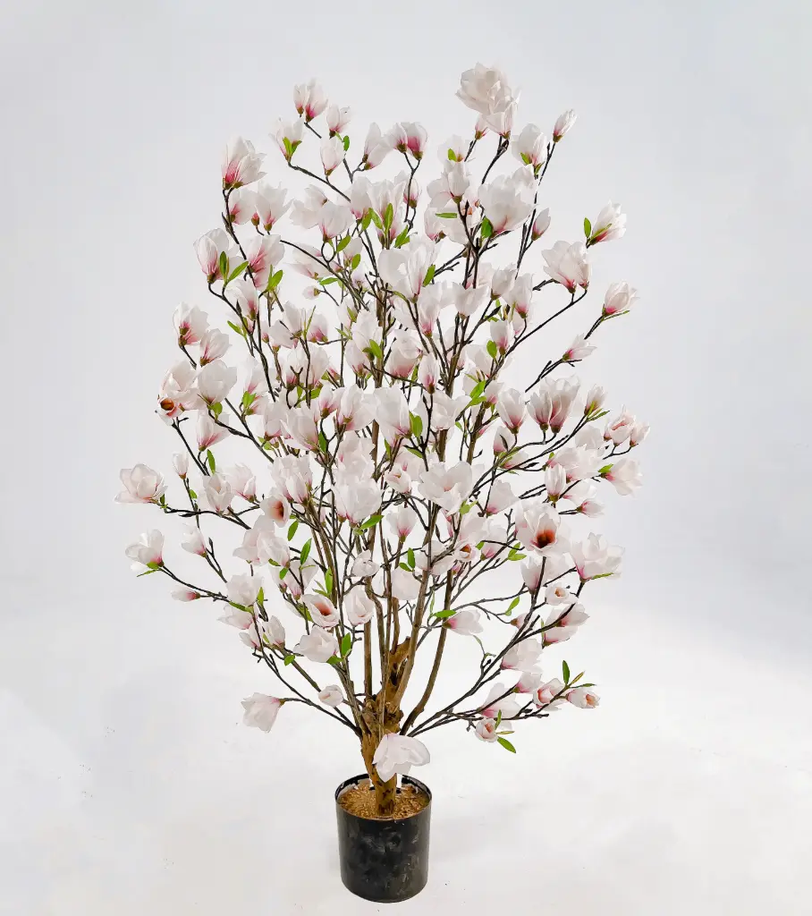 Magnolia Bush, New item – delayed