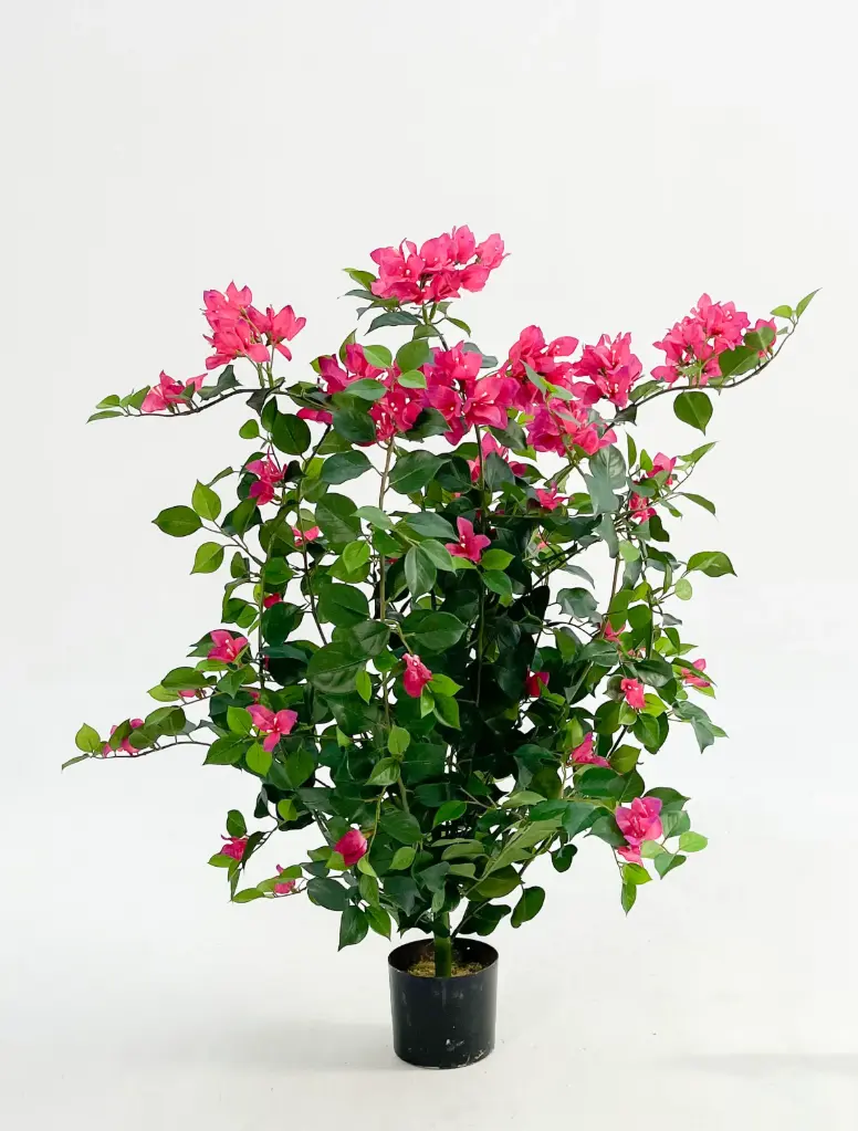 Bougainvillea, New item – delayed
