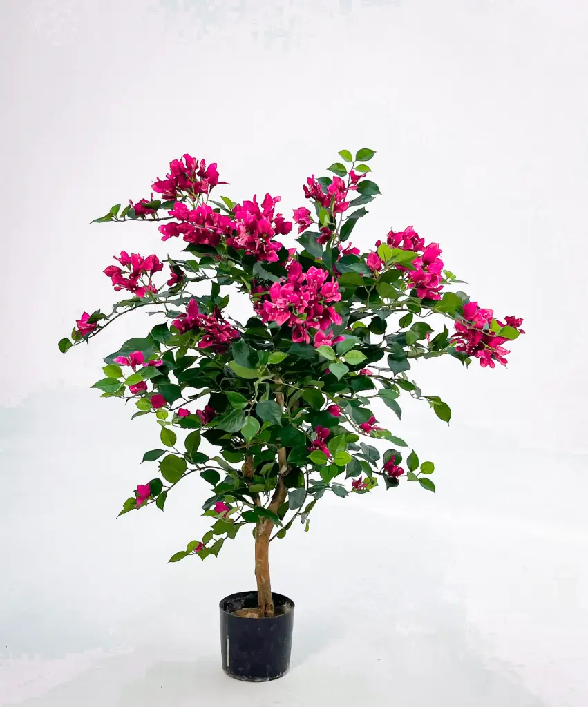 Bougainvillea, New item – delayed