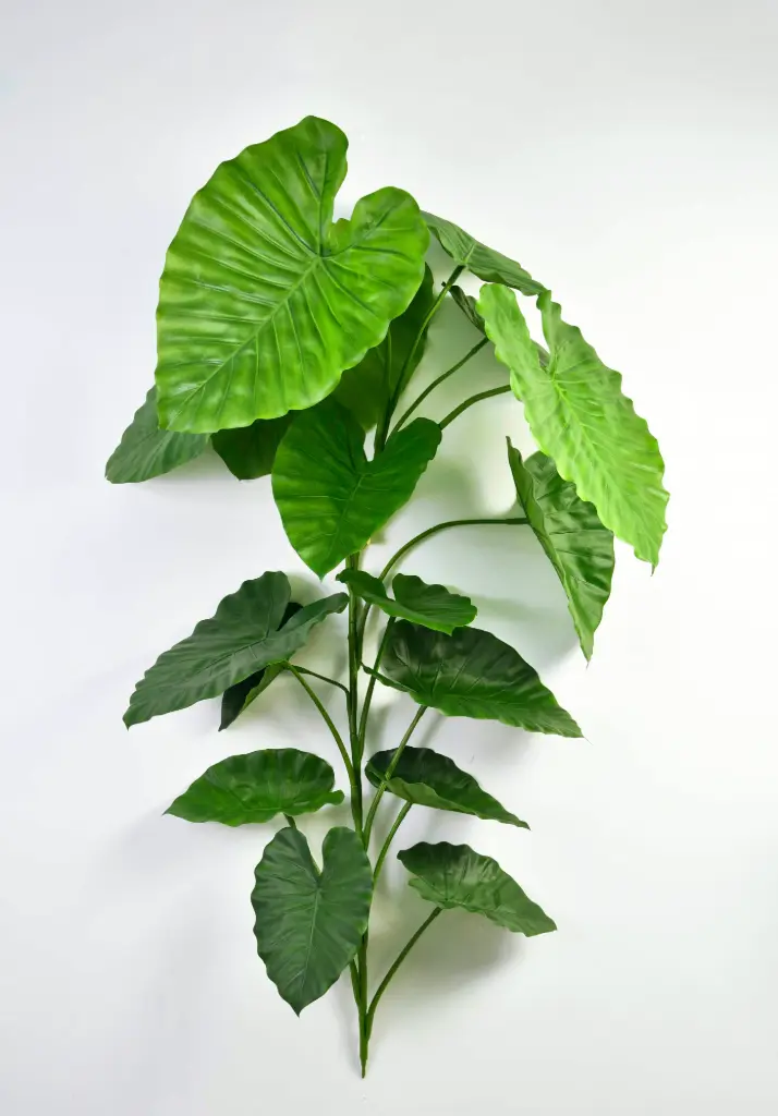 Alocasia (Elephant Ear)