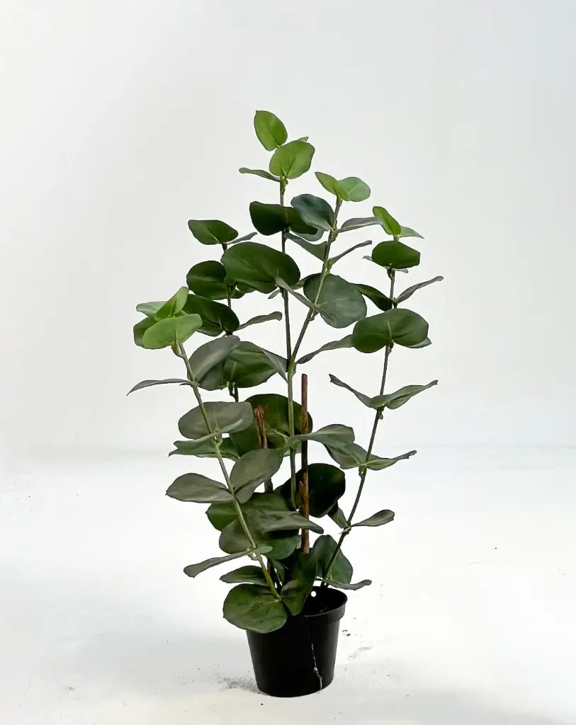 Eucalyptus, New item – delayed