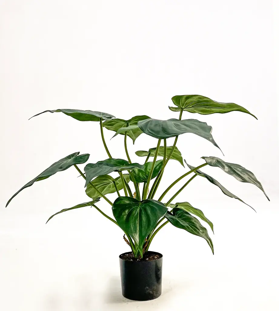 Alocasia Cucullata, New item – delayed