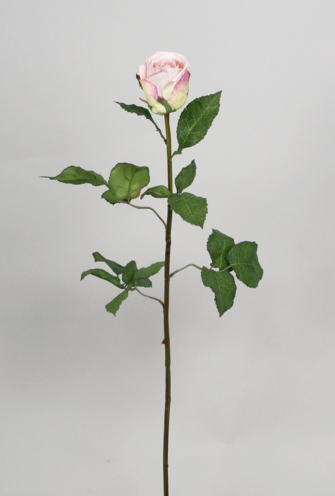 Rose spray