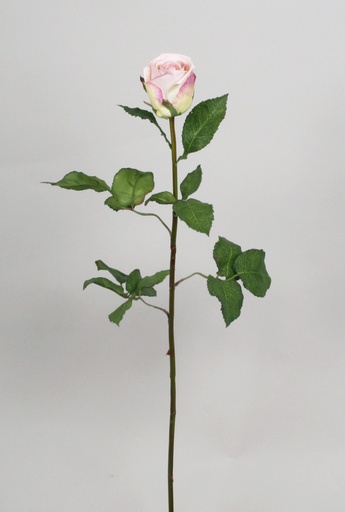 Rose spray