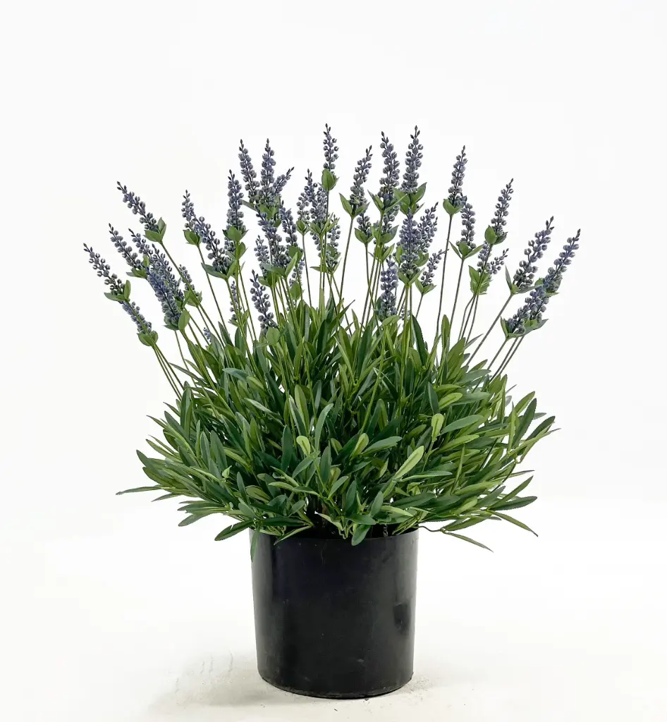 Lavender, New item – delayed