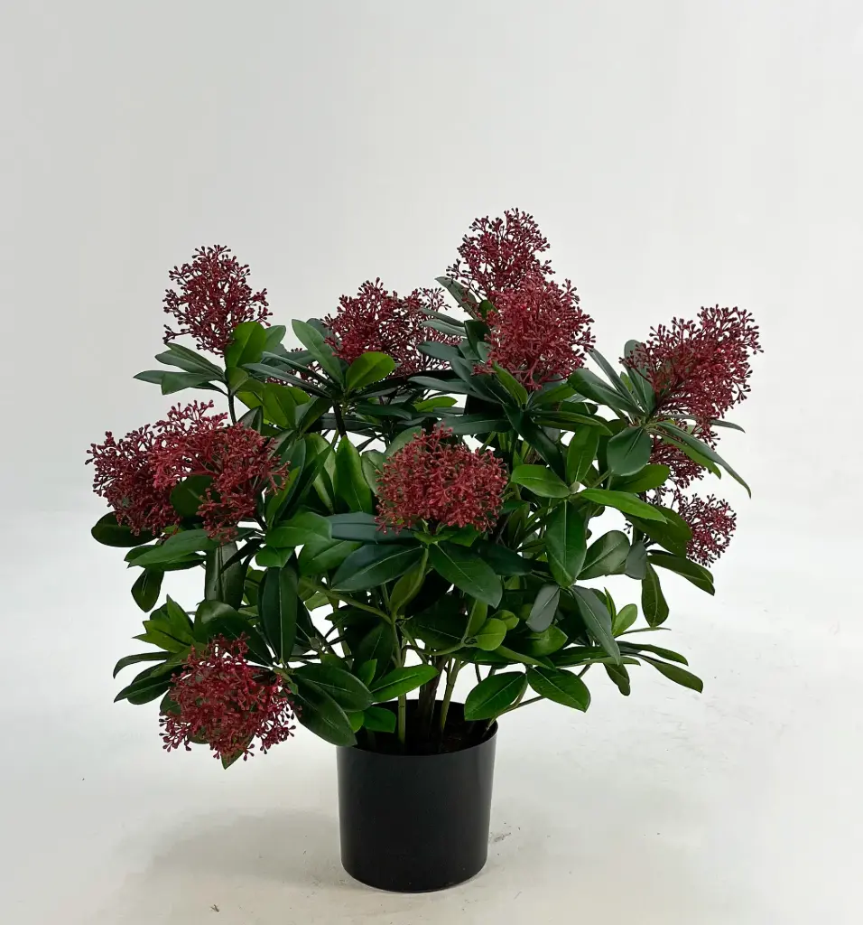 Skimmia, New item – delayed