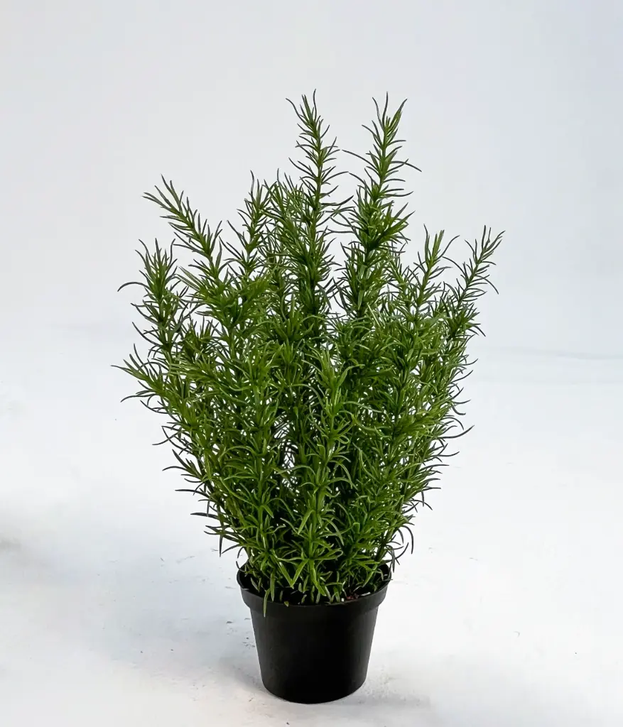 Rosemary - delayed item