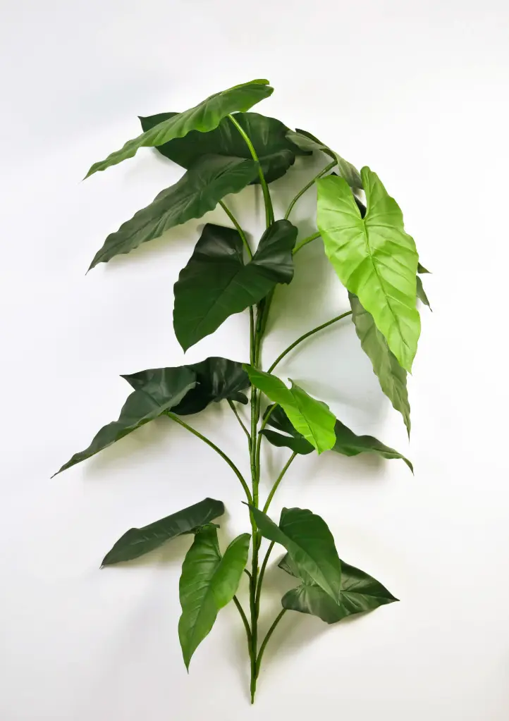 Alocasia, New item – delayed