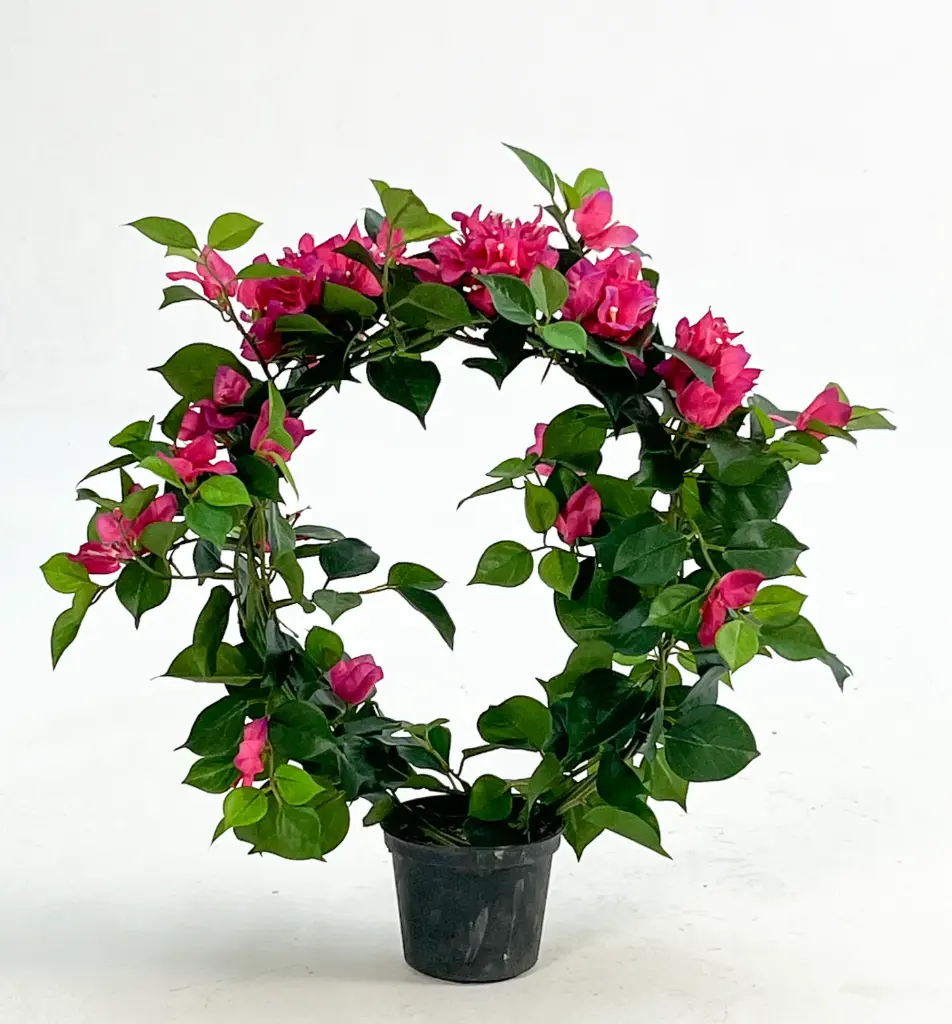 Bougainvillea, New item – delayed
