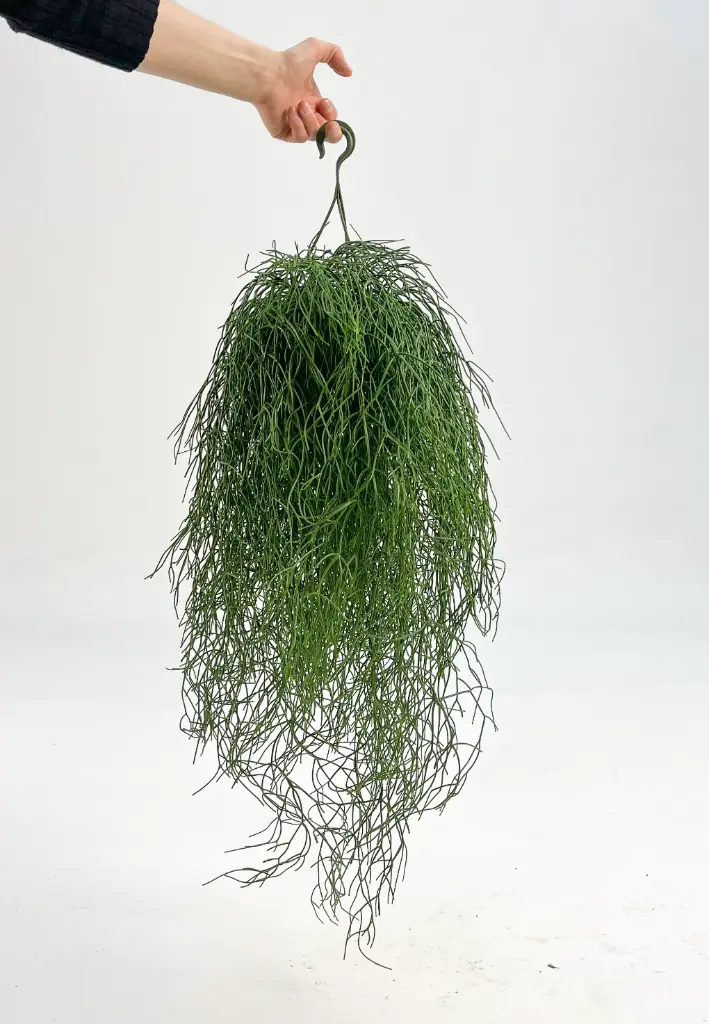 Rhipsalis Baccifera, New item – delayed