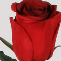 [6738] Rose spray (Alternative 2)