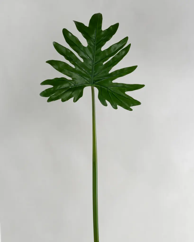 Philodendron Selloum