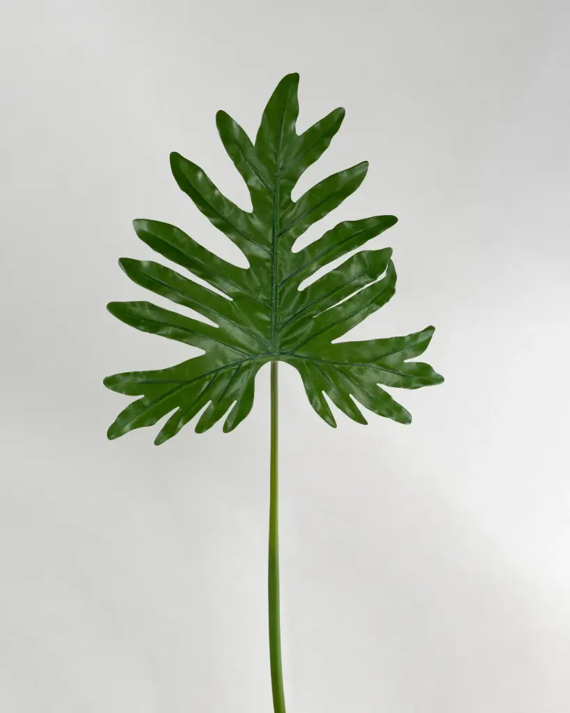 Philodendron Selloum