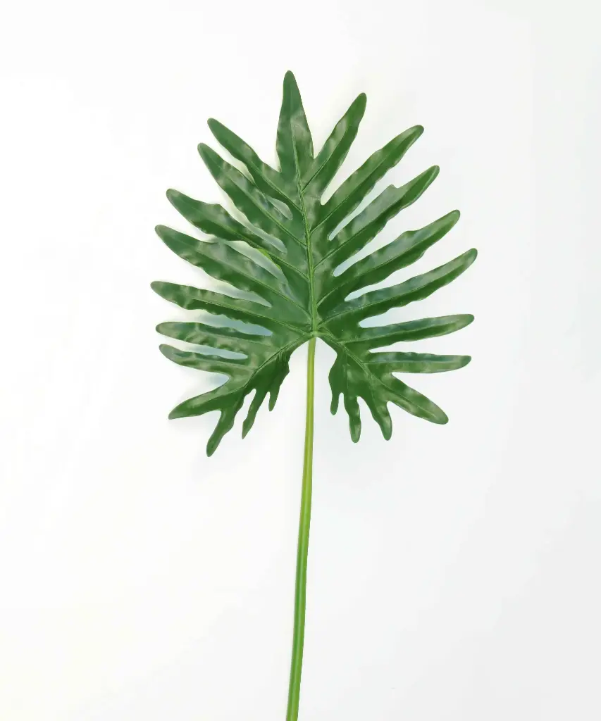 Philodendron Selloum