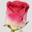 [6739] Rose spray (Alternative 3)