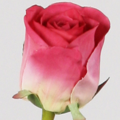 [6739] Rose spray (Alternative 3)