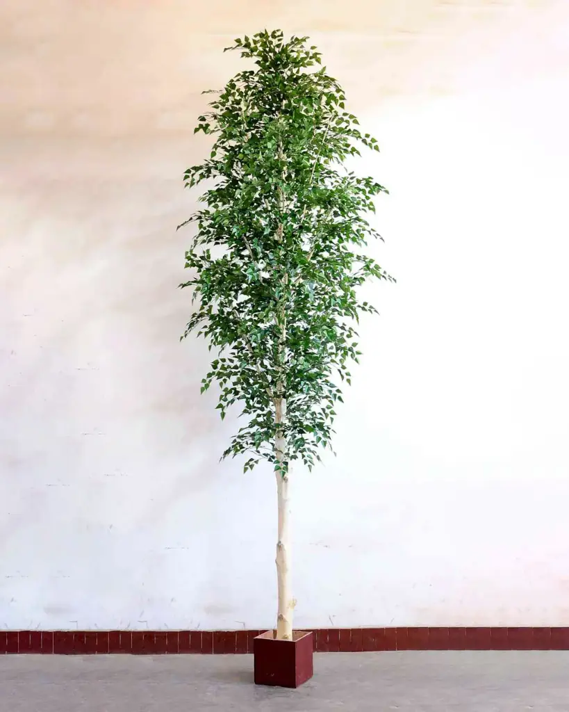 Birch Tree