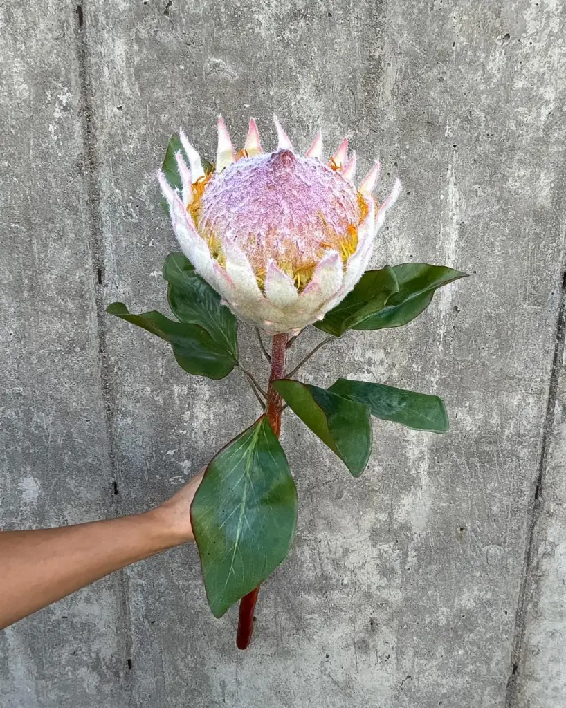 Protea