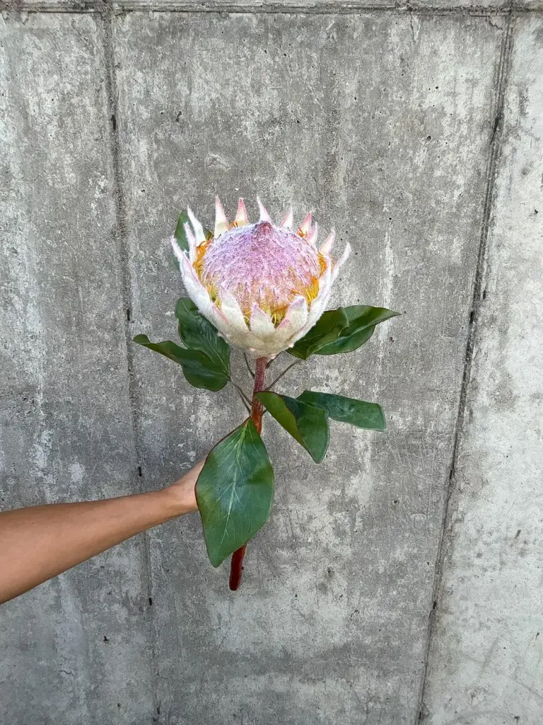 Protea