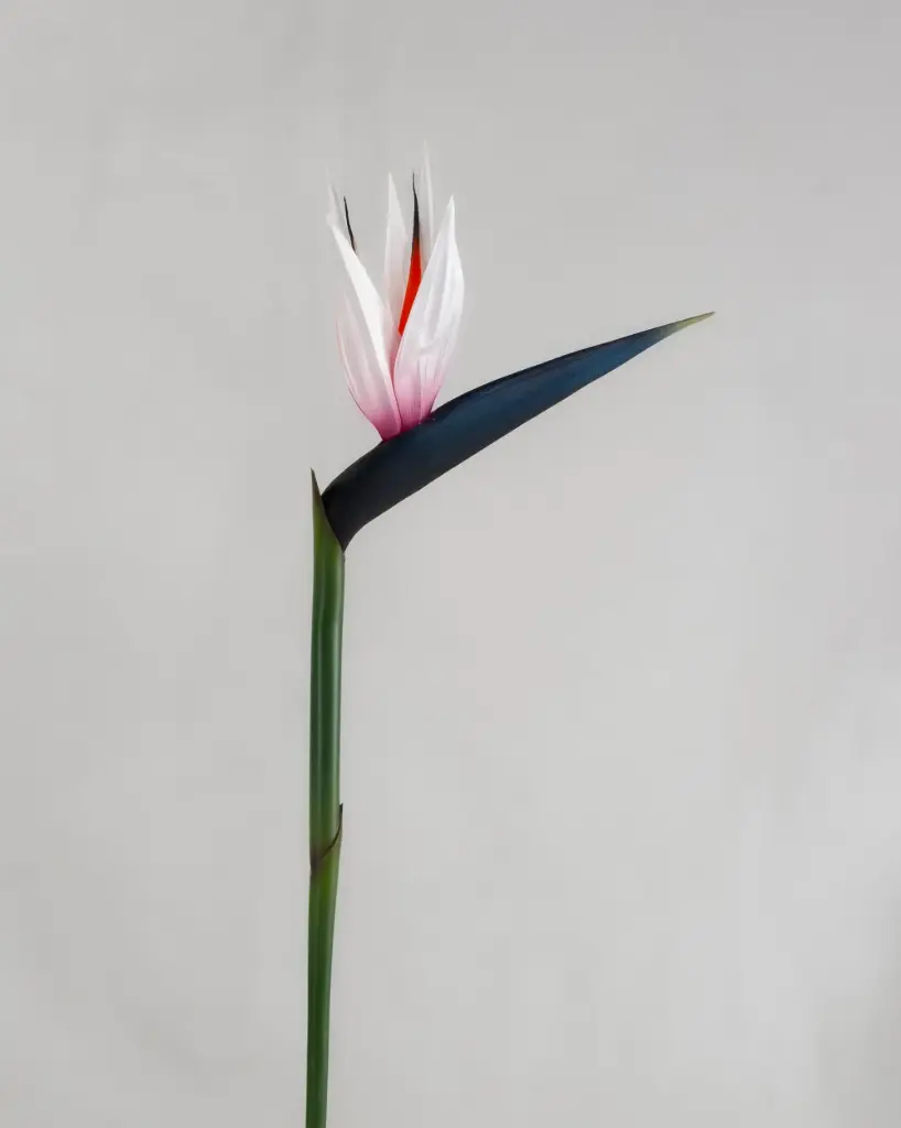 Strelitzia 
