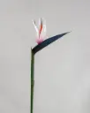 Strelitzia 