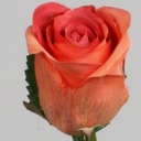 [6741] Rose spray (Alternative 4)