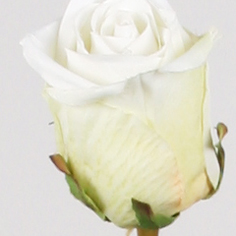 [6742] Rose spray (Alternative 5)