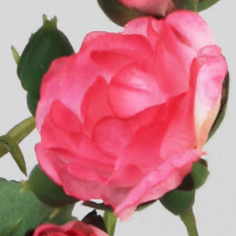 Rose spray