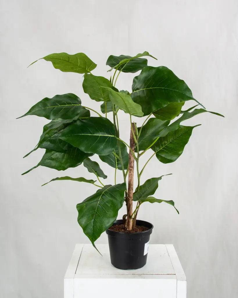 Mini Bodhi Tree