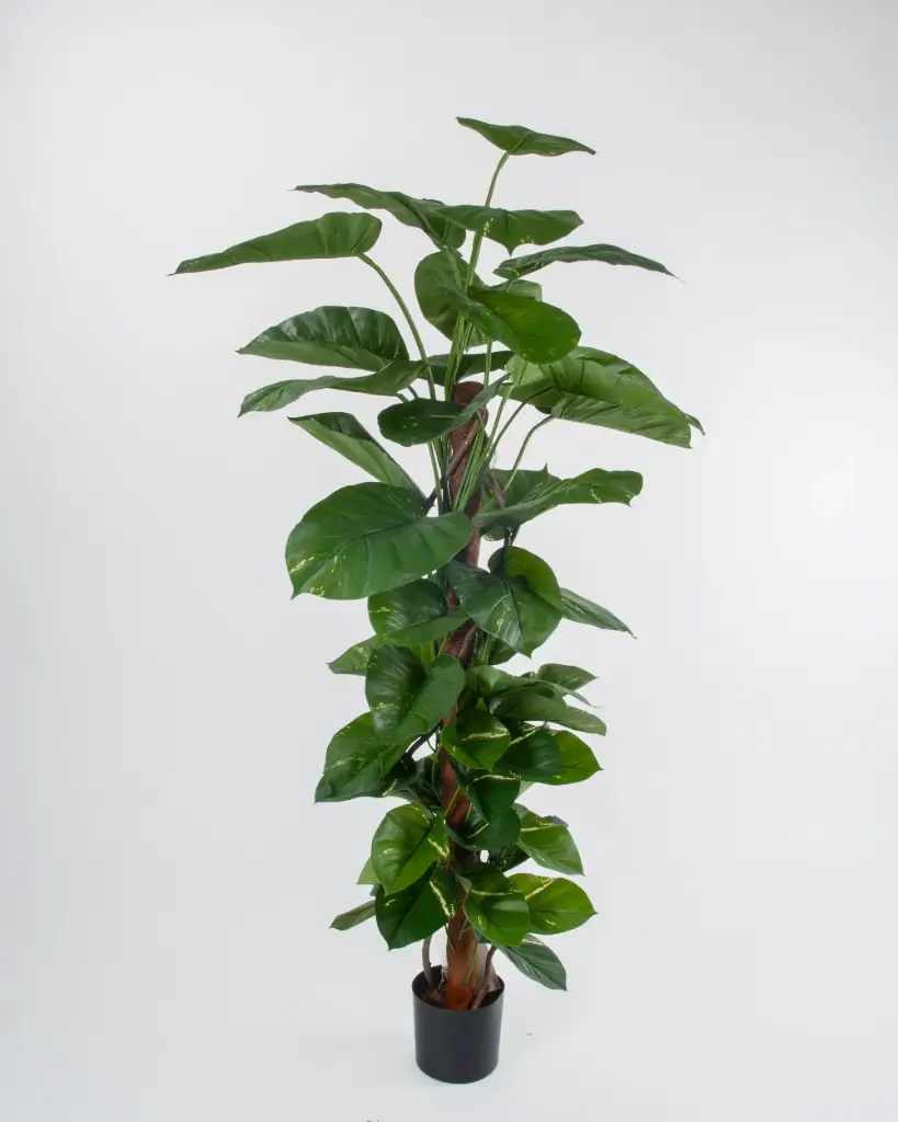 Pothos