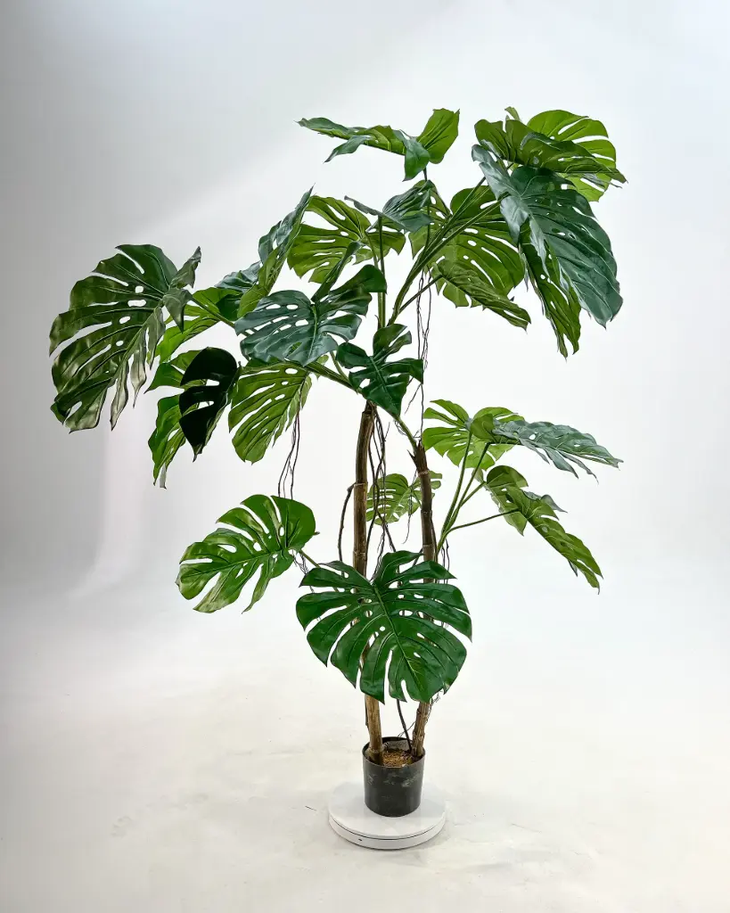 Monstera Deliciosa