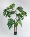Monstera Deliciosa