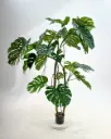Monstera Deliciosa