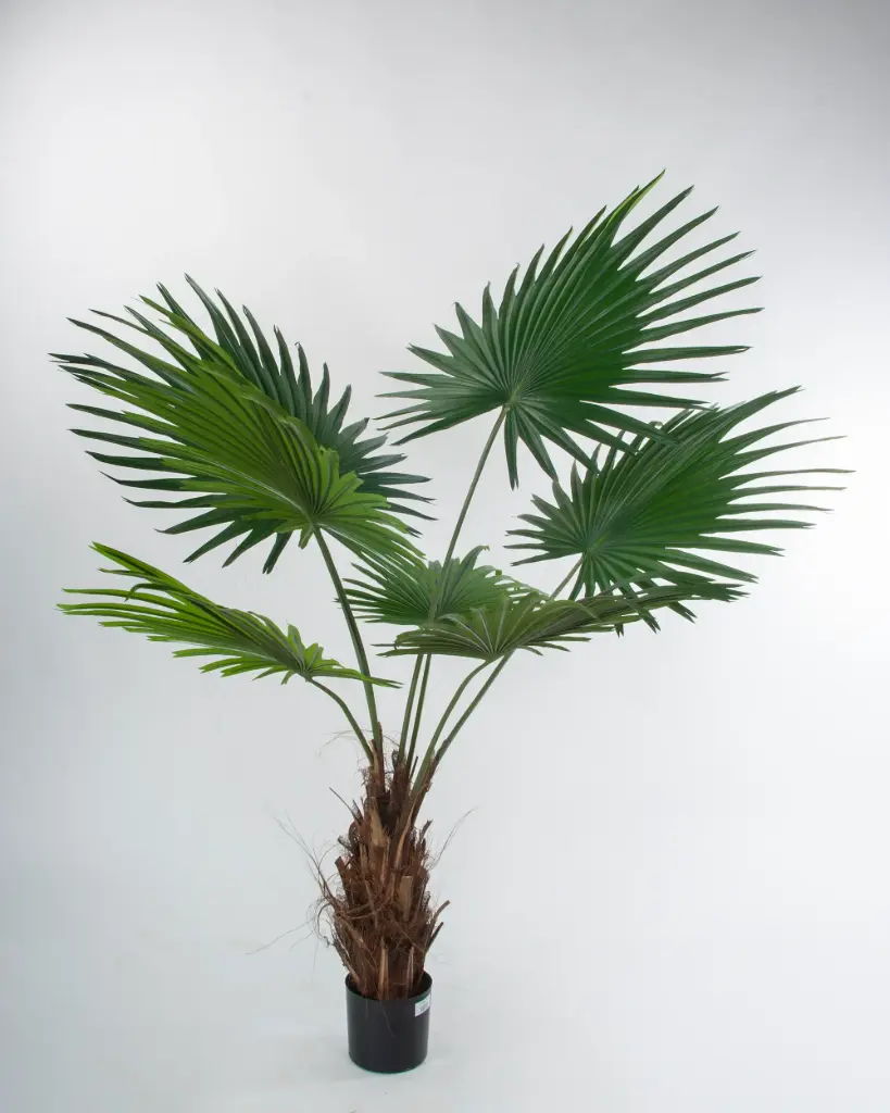 Fan Palm