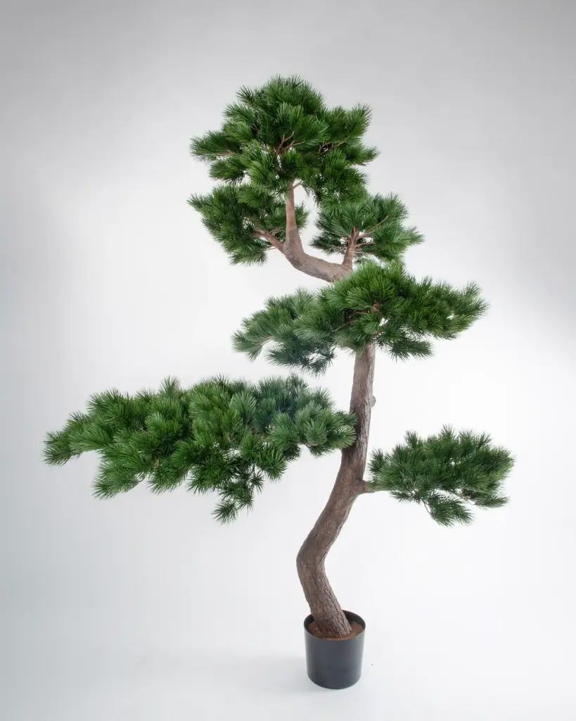 Pine Tree 