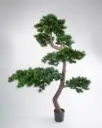 Pine Tree 