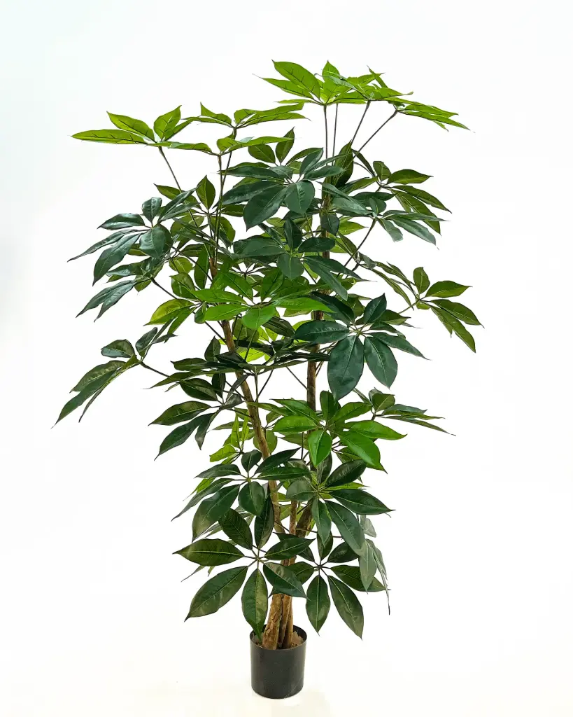 Schefflera Tree