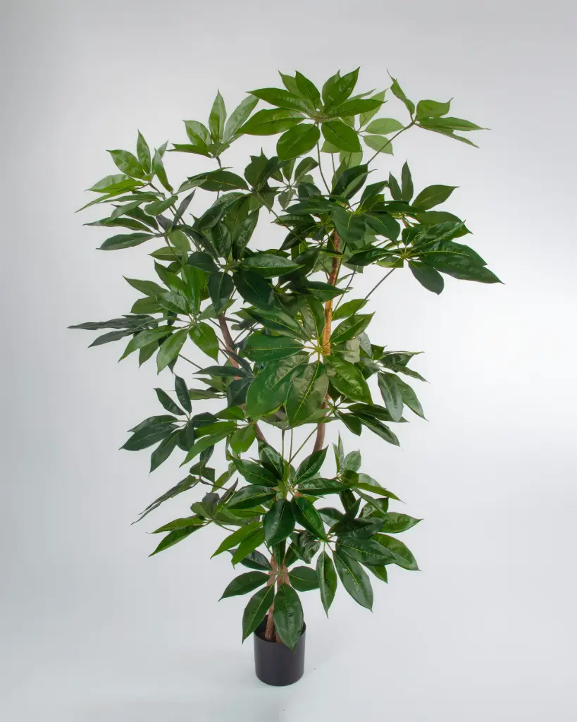 Schefflera Tree