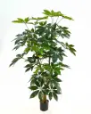 Schefflera Tree