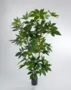 Schefflera Tree
