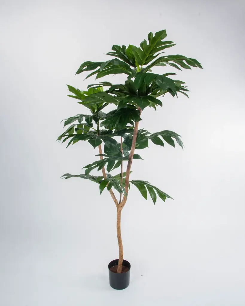 Artocarpus Altilis