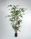 Maple Tree