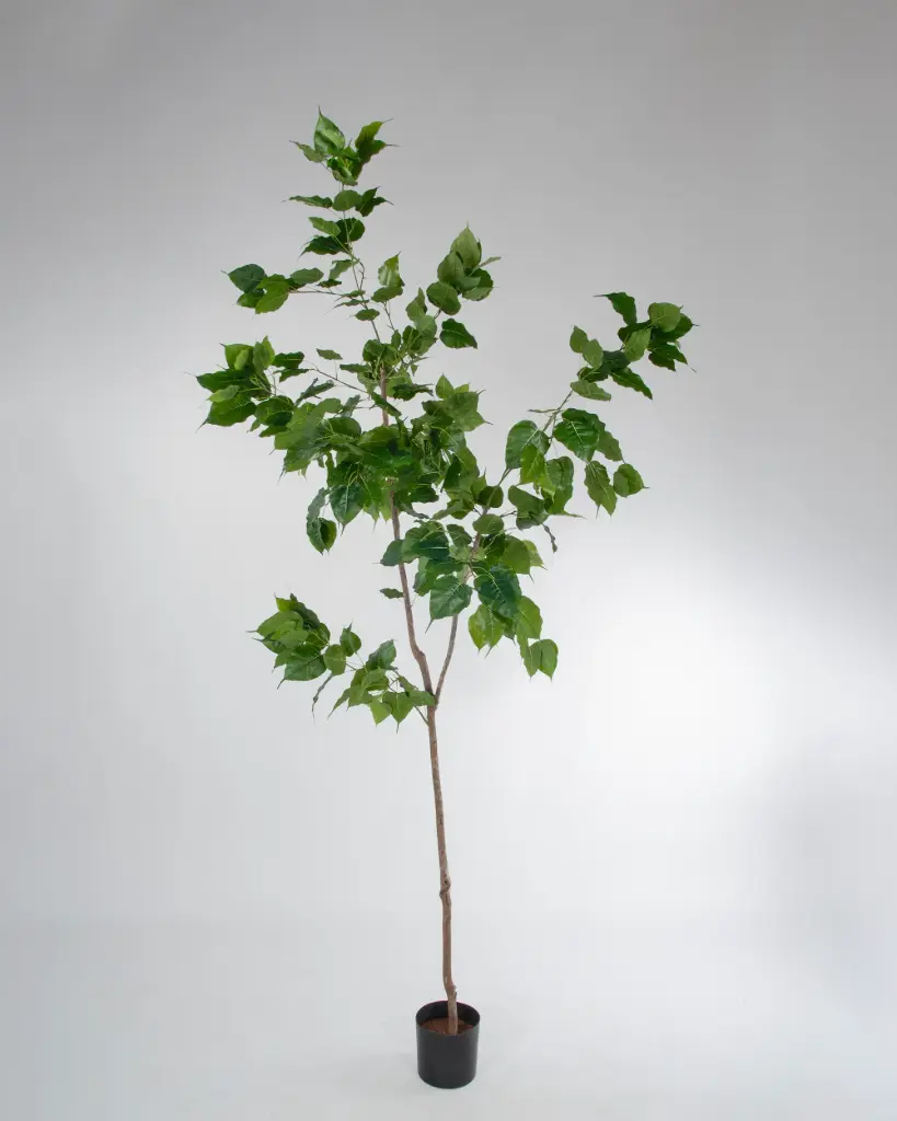 Bodhi Tree