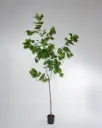 Bodhi Tree