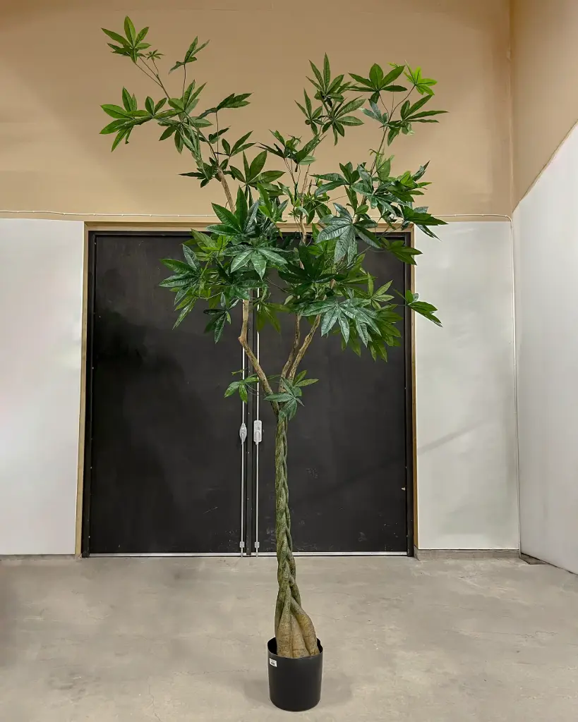 Pachira Tree