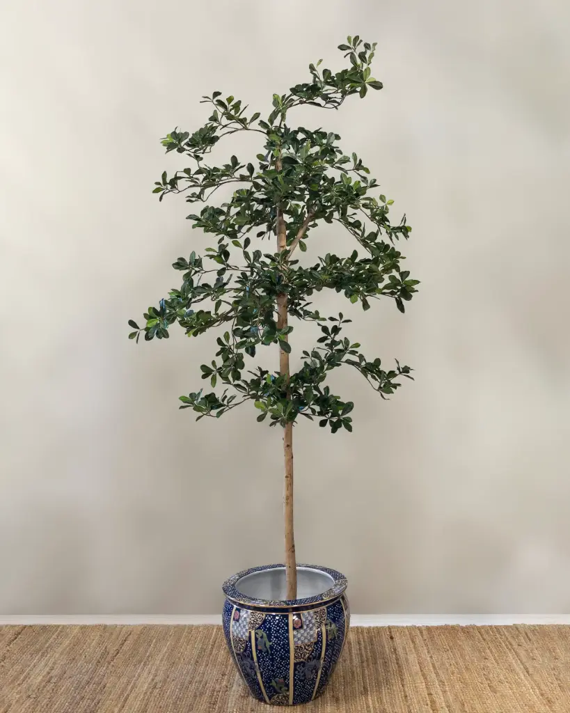 Oriental Olive